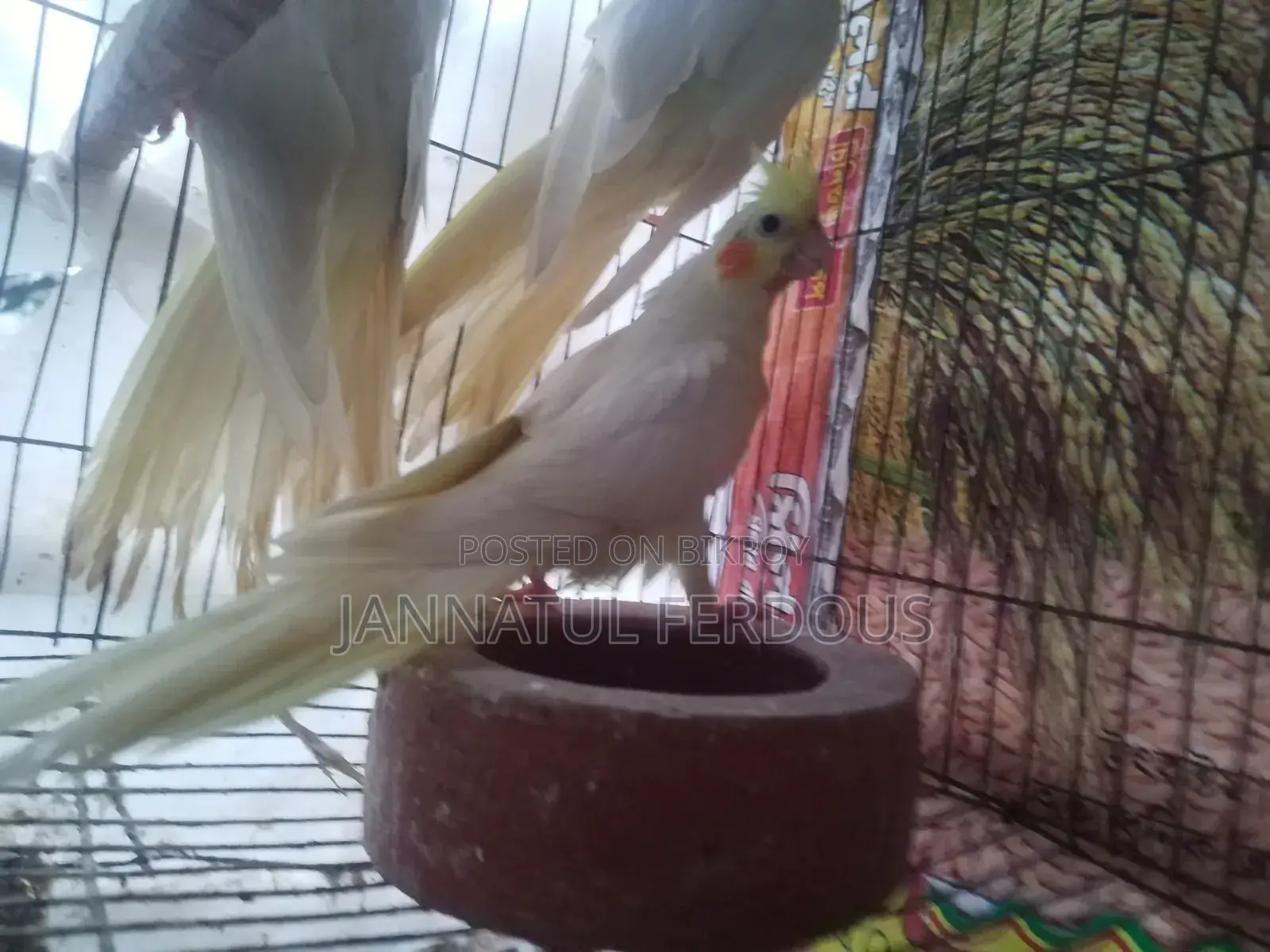 Cockatiel baby pair