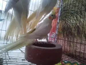 Cockatiel baby pair