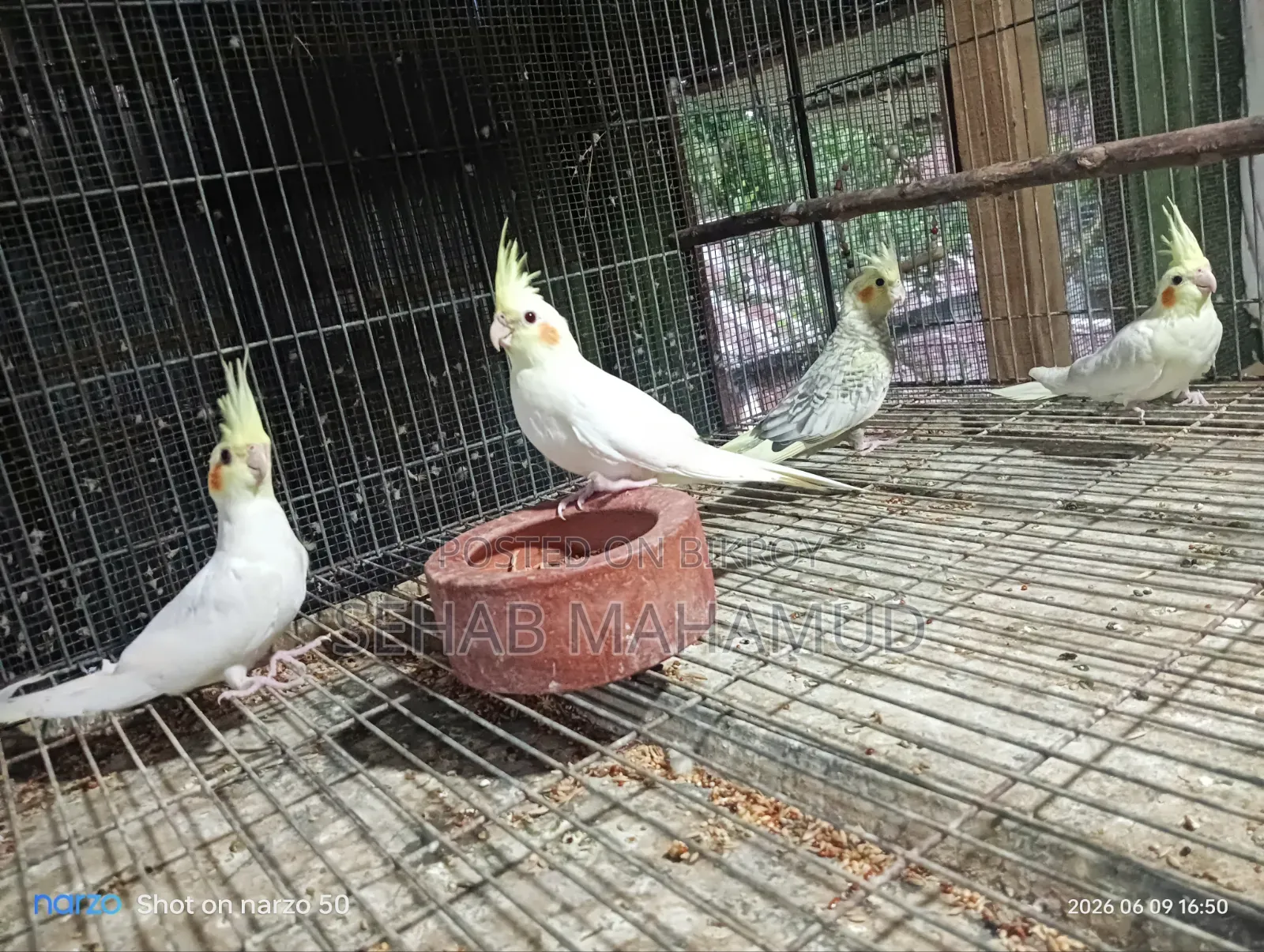 ককাটেল পাখি বিক্রি করা হবে।