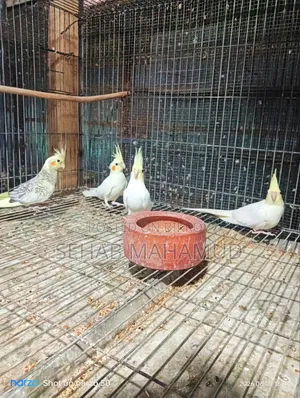 ককাটেল পাখি বিক্রি করা হবে।