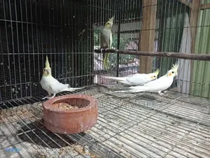 ককাটেল পাখি বিক্রি করা হবে।