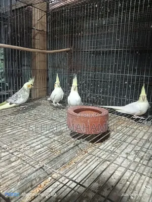 ককাটেল পাখি বিক্রি করা হবে।