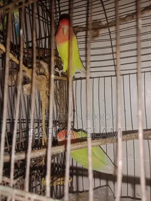 লাভ বার্ড বিক্রয়
