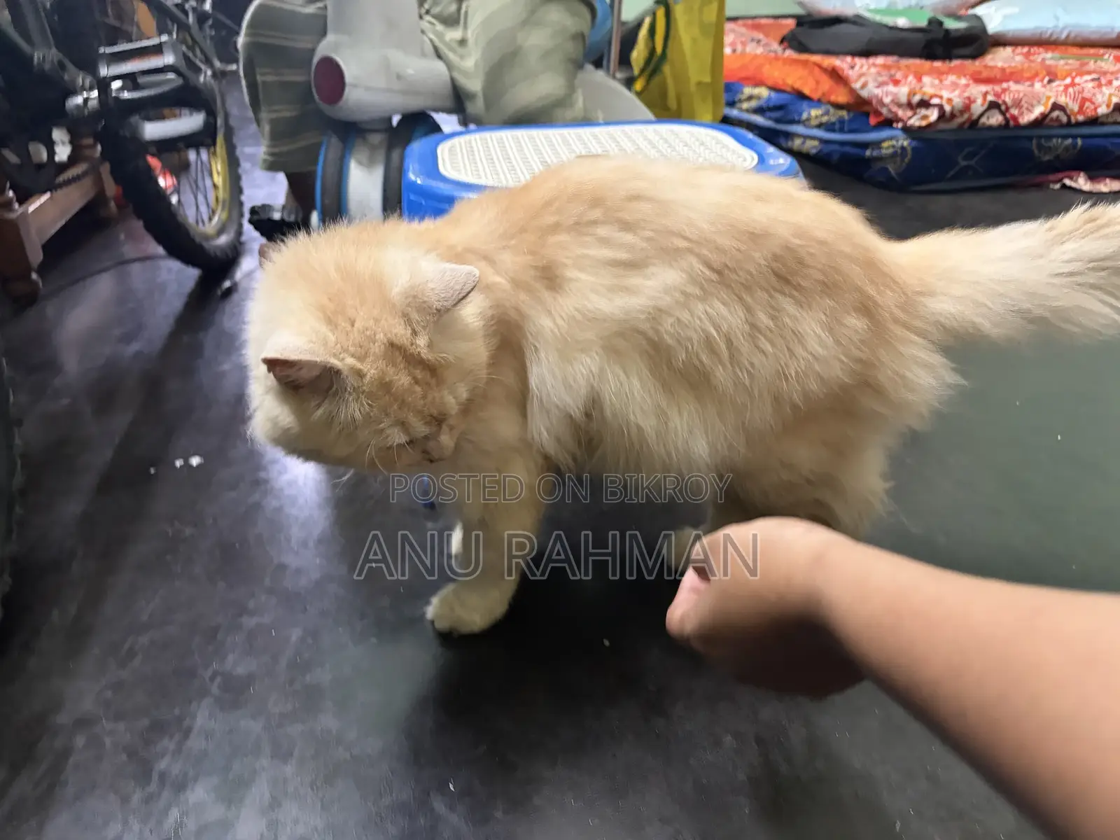 6-12 Months Male Purebred Persian