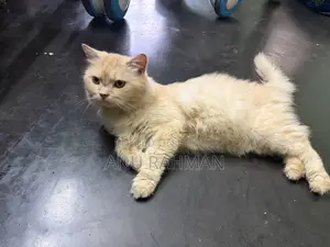 6-12 Months Male Purebred Persian