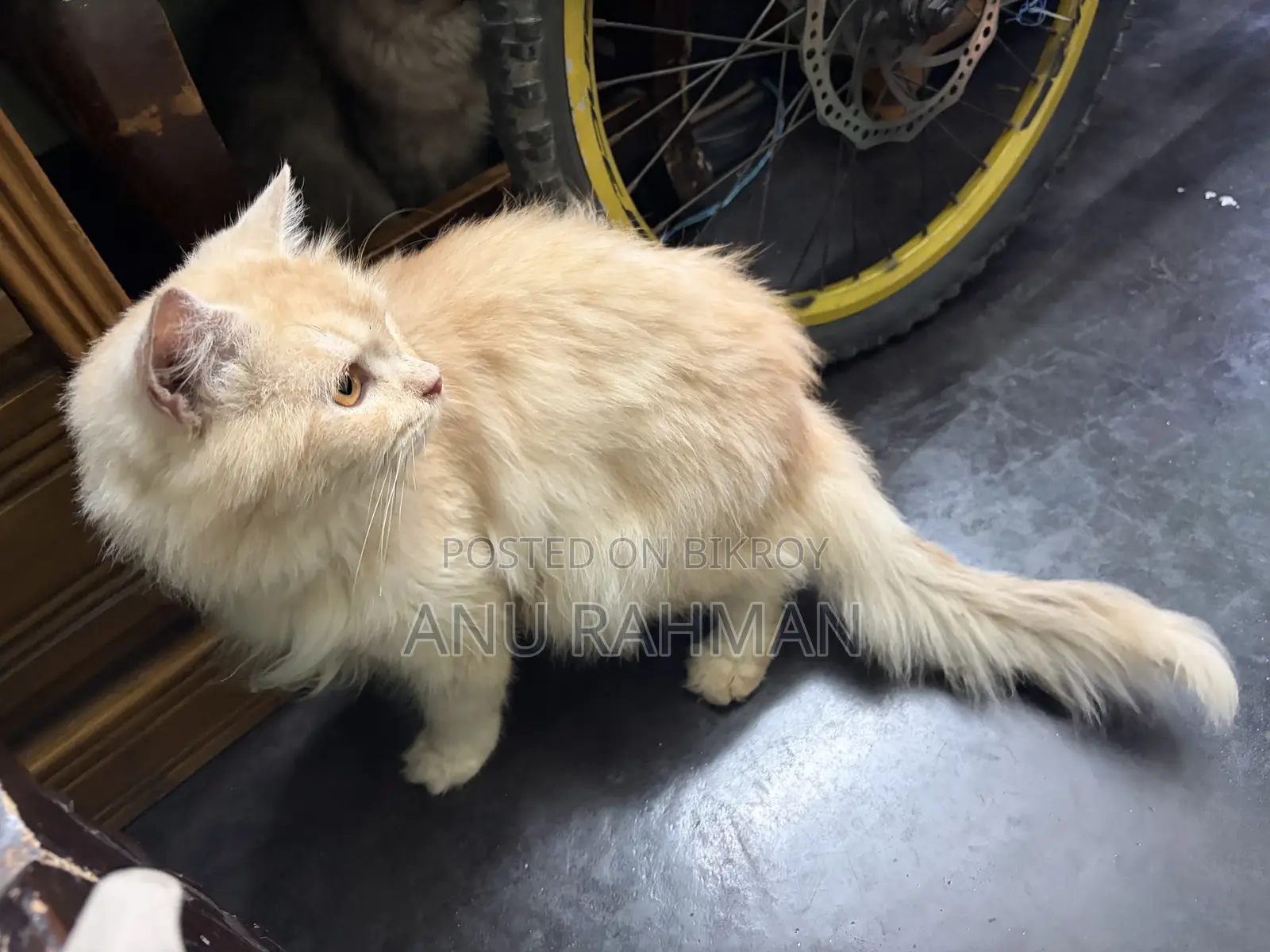 6-12 Months Male Purebred Persian