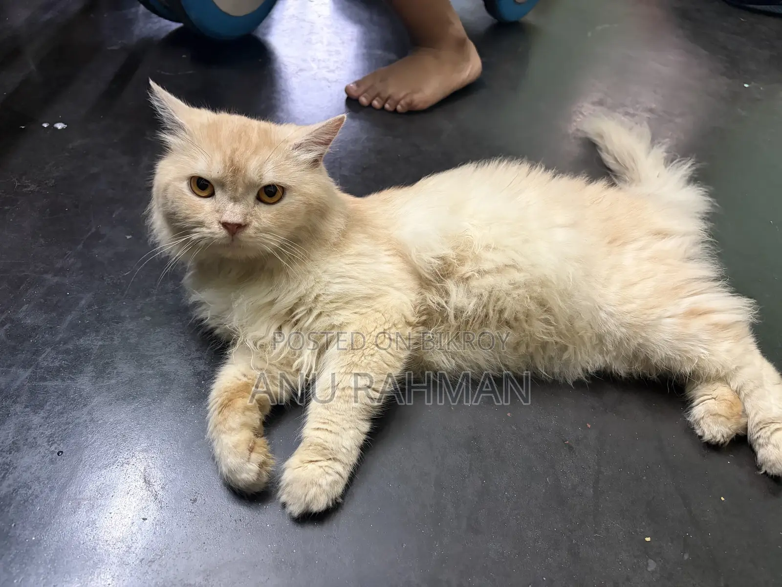 6-12 Months Male Purebred Persian