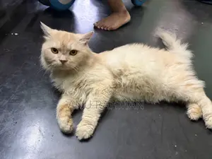 6-12 Months Male Purebred Persian