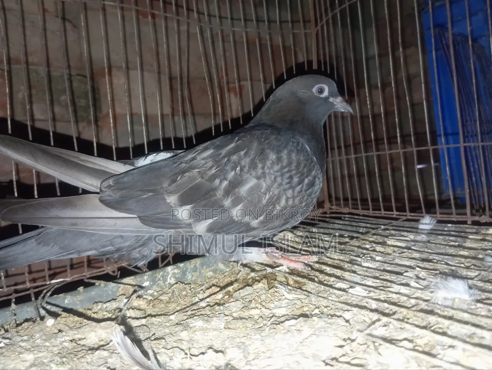 মুসকি নর কবুতর