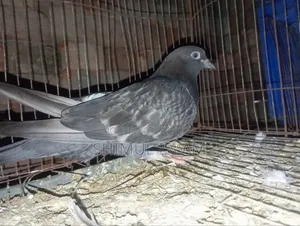 মুসকি নর কবুতর