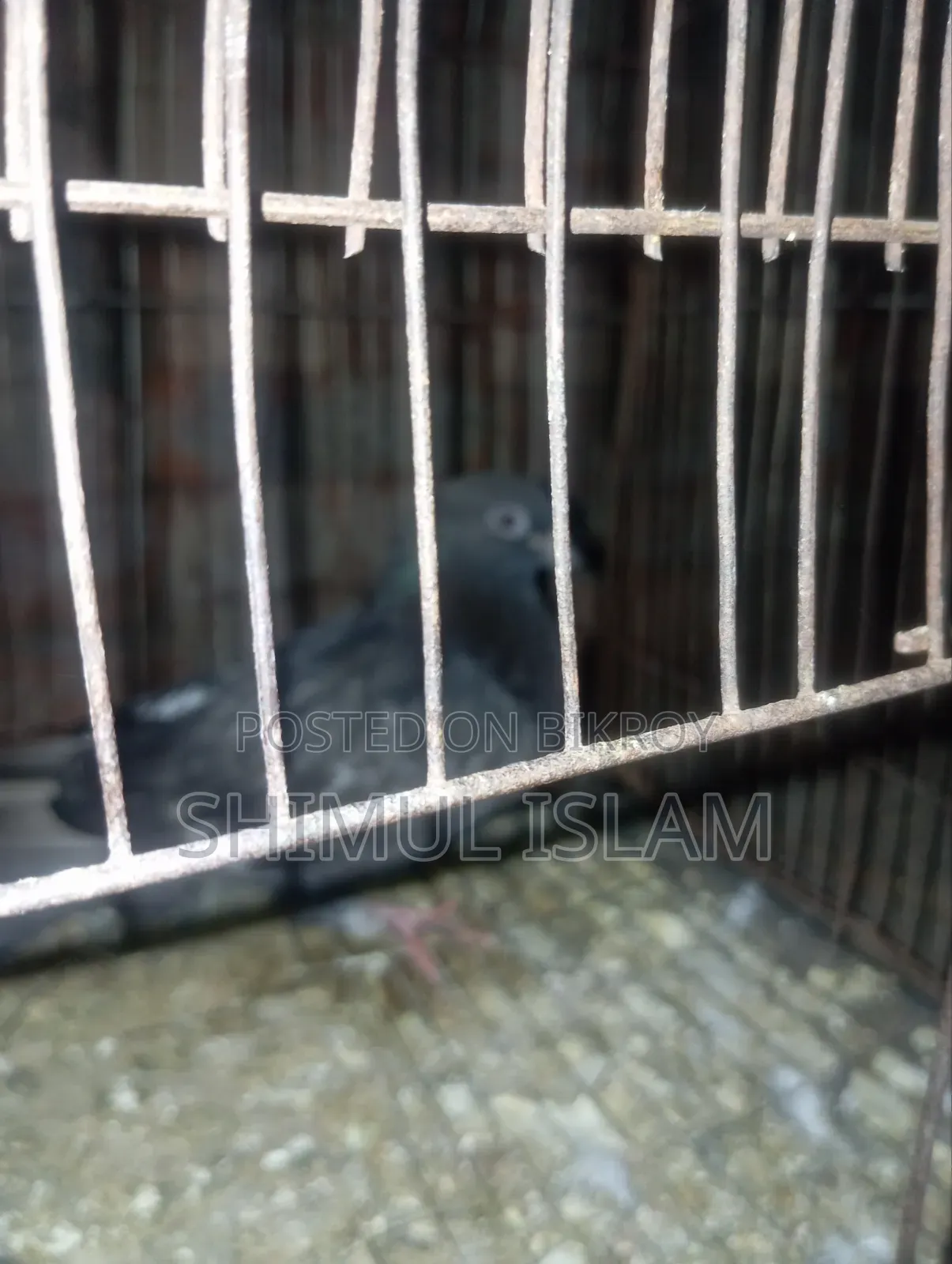 মুসকি নর কবুতর