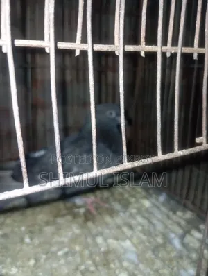 মুসকি নর কবুতর
