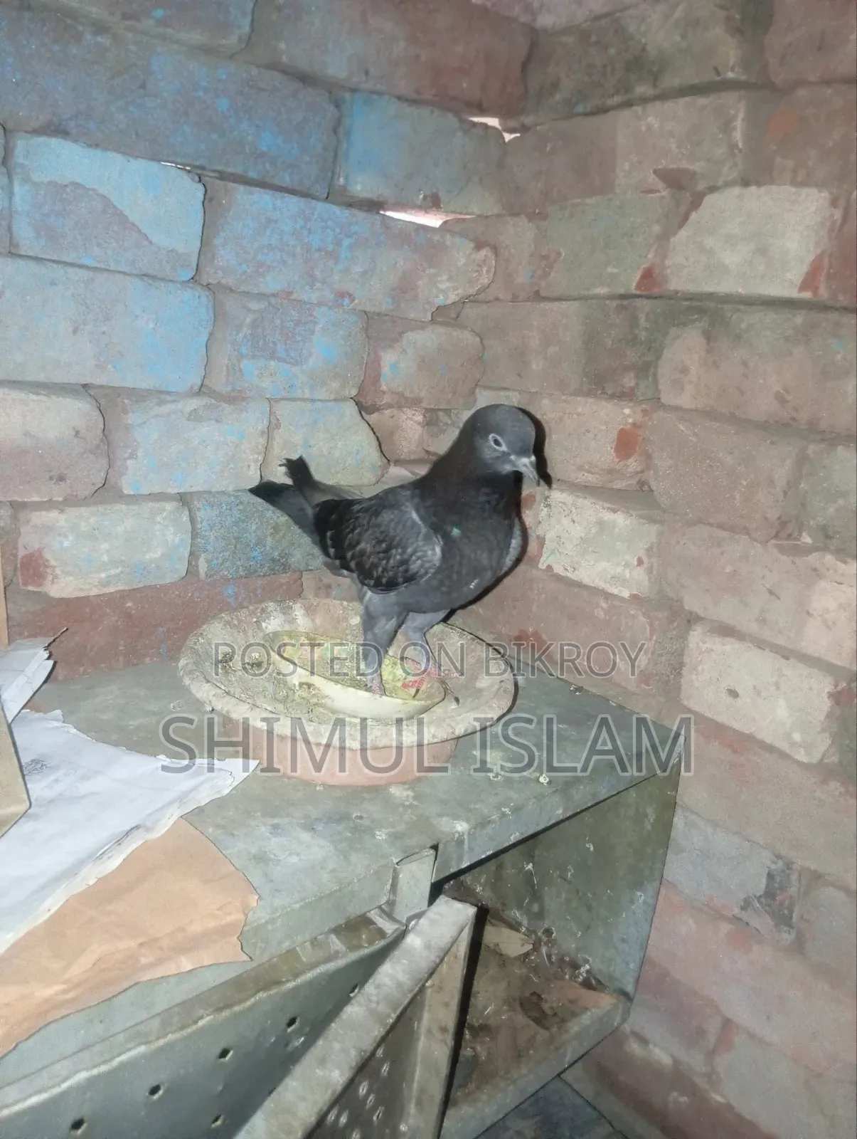 মুসকি নর কবুতর