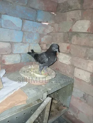 মুসকি নর কবুতর