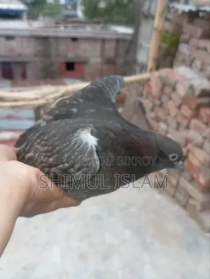 মুসকি নর কবুতর