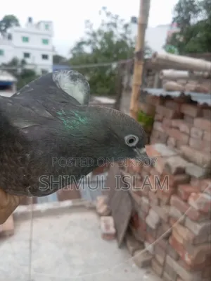 মুসকি নর কবুতর