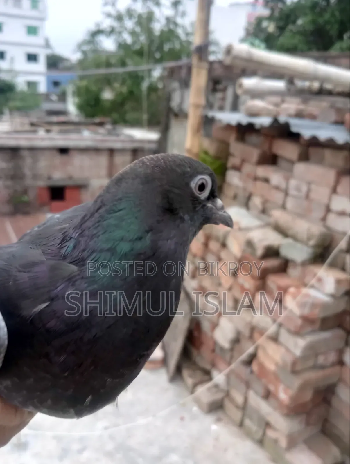 মুসকি নর কবুতর