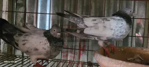 Girobaj Pigeon