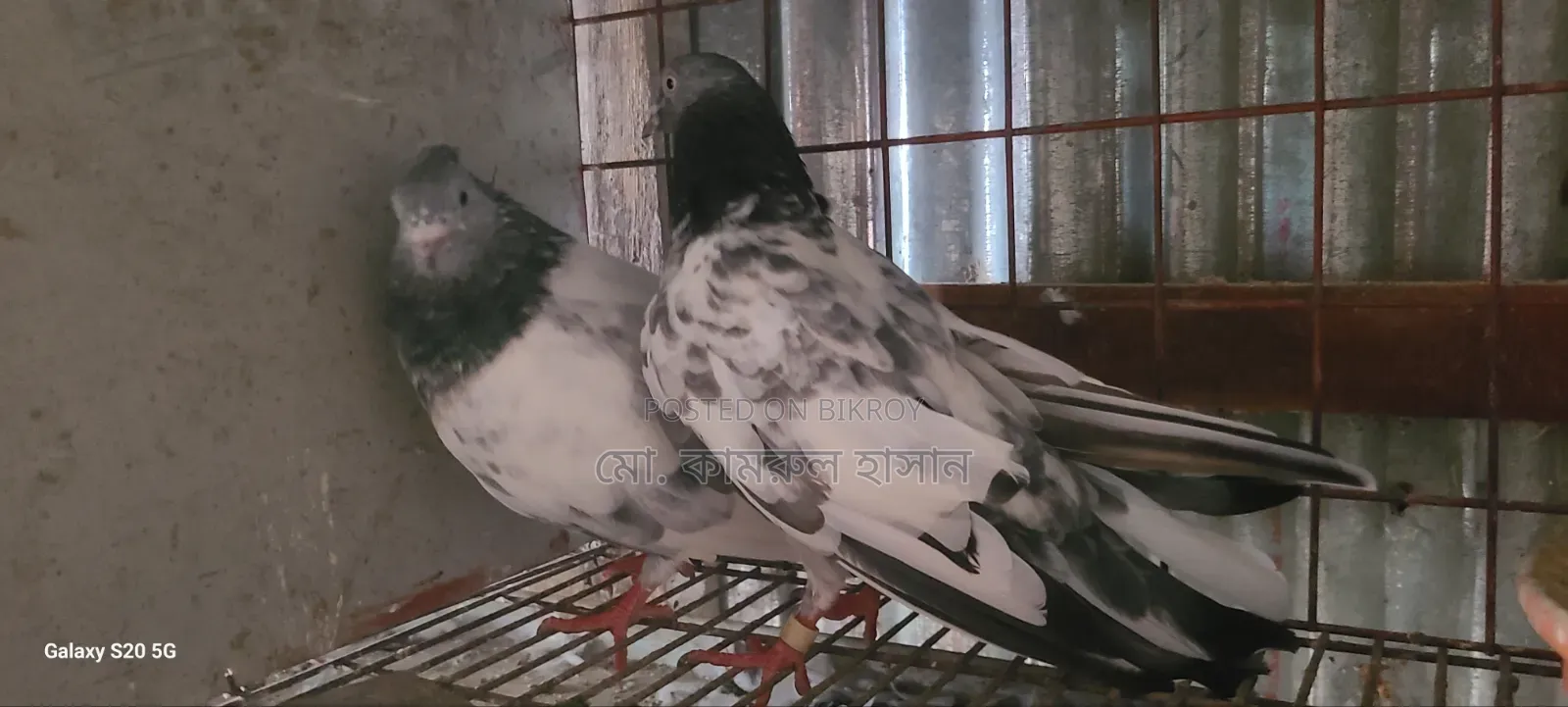 Girobaj Pigeon
