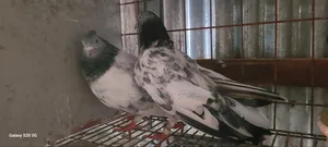 Girobaj Pigeon