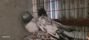 Girobaj Pigeon