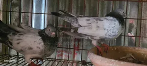 Girobaj Pigeon