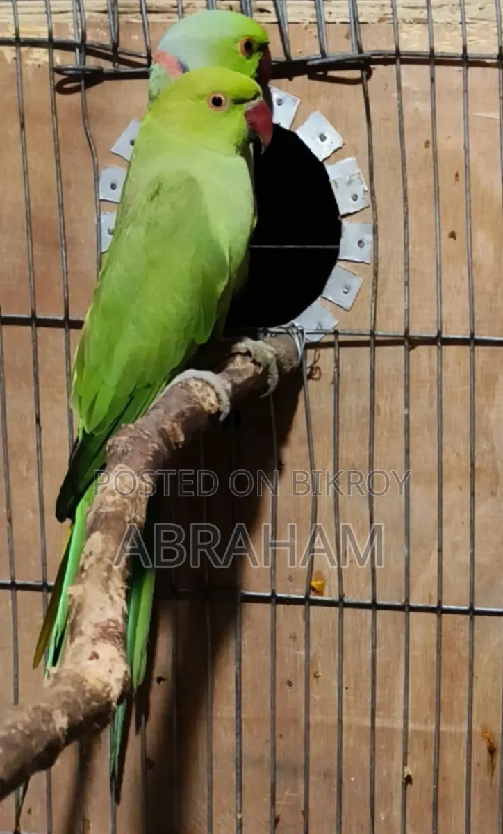 ইন্ডিয়ান রিংনেক