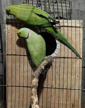 ইন্ডিয়ান রিংনেক
