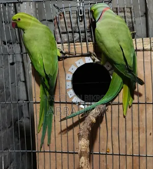 ইন্ডিয়ান রিংনেক