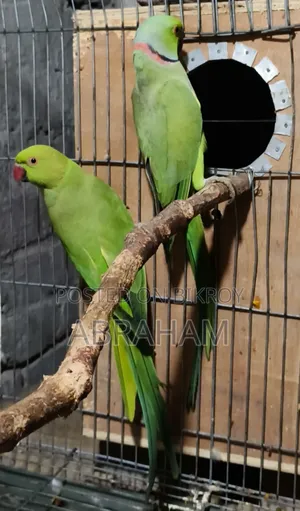 ইন্ডিয়ান রিংনেক