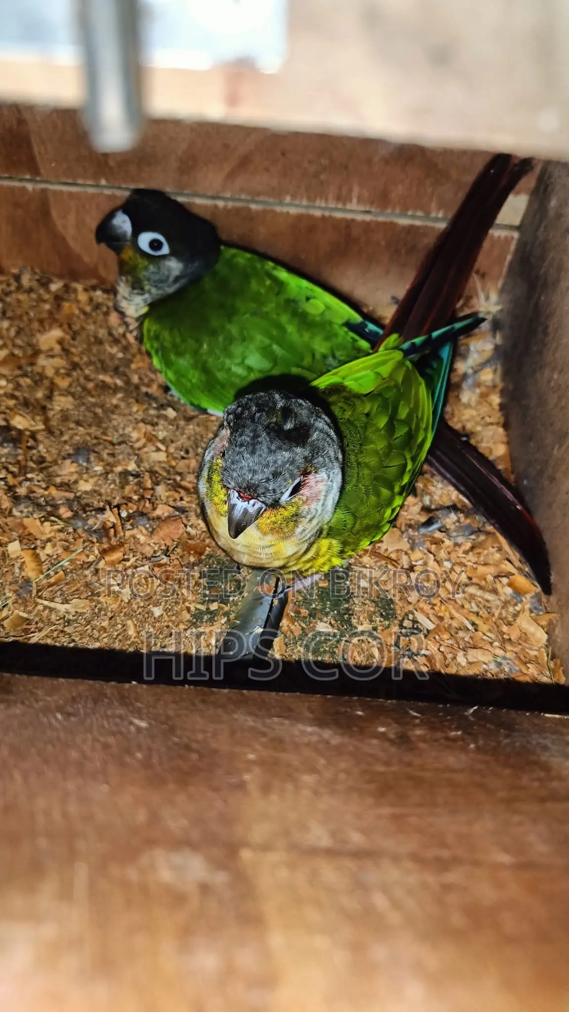 Green Chick