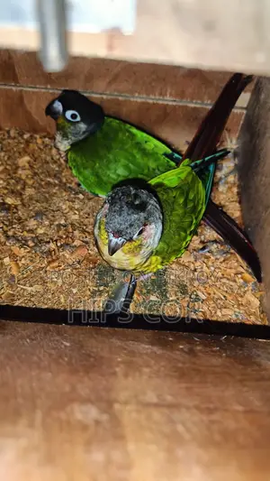 Green Chick