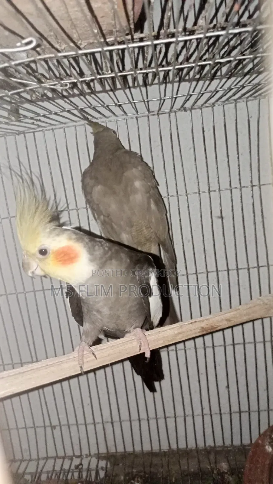 Cockatiel Bird