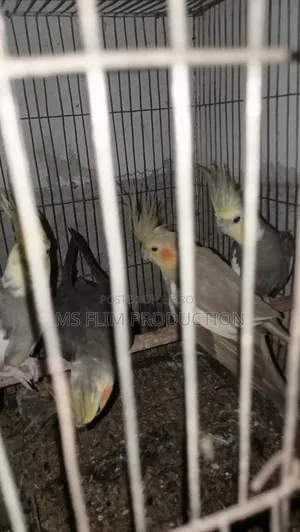 Cockatiel Bird