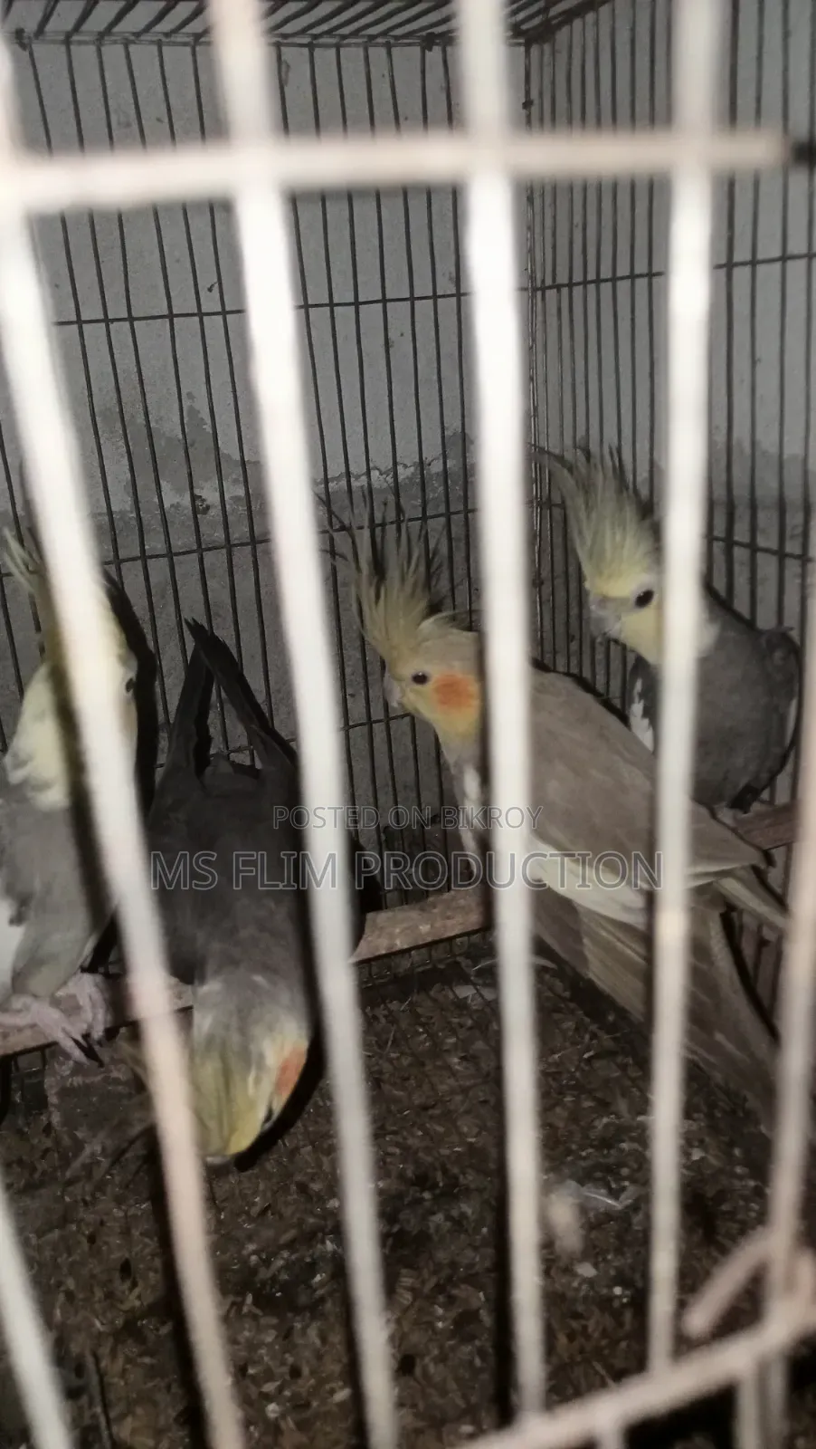 Cockatiel Bird