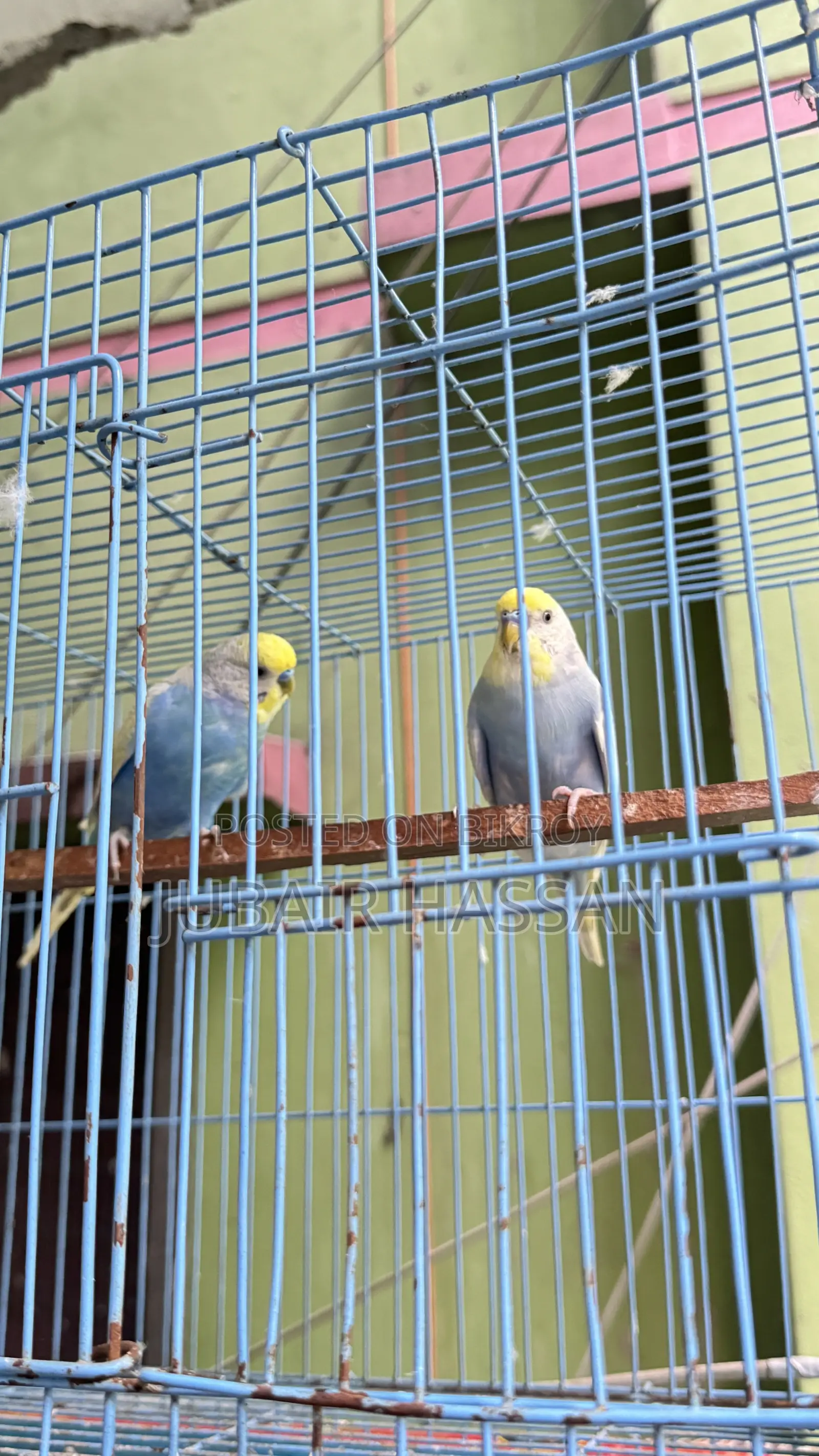 বাজরিগার পাখি