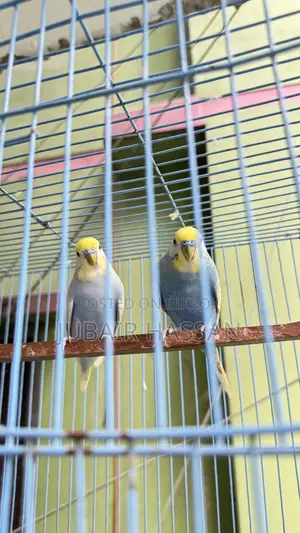 বাজরিগার পাখি