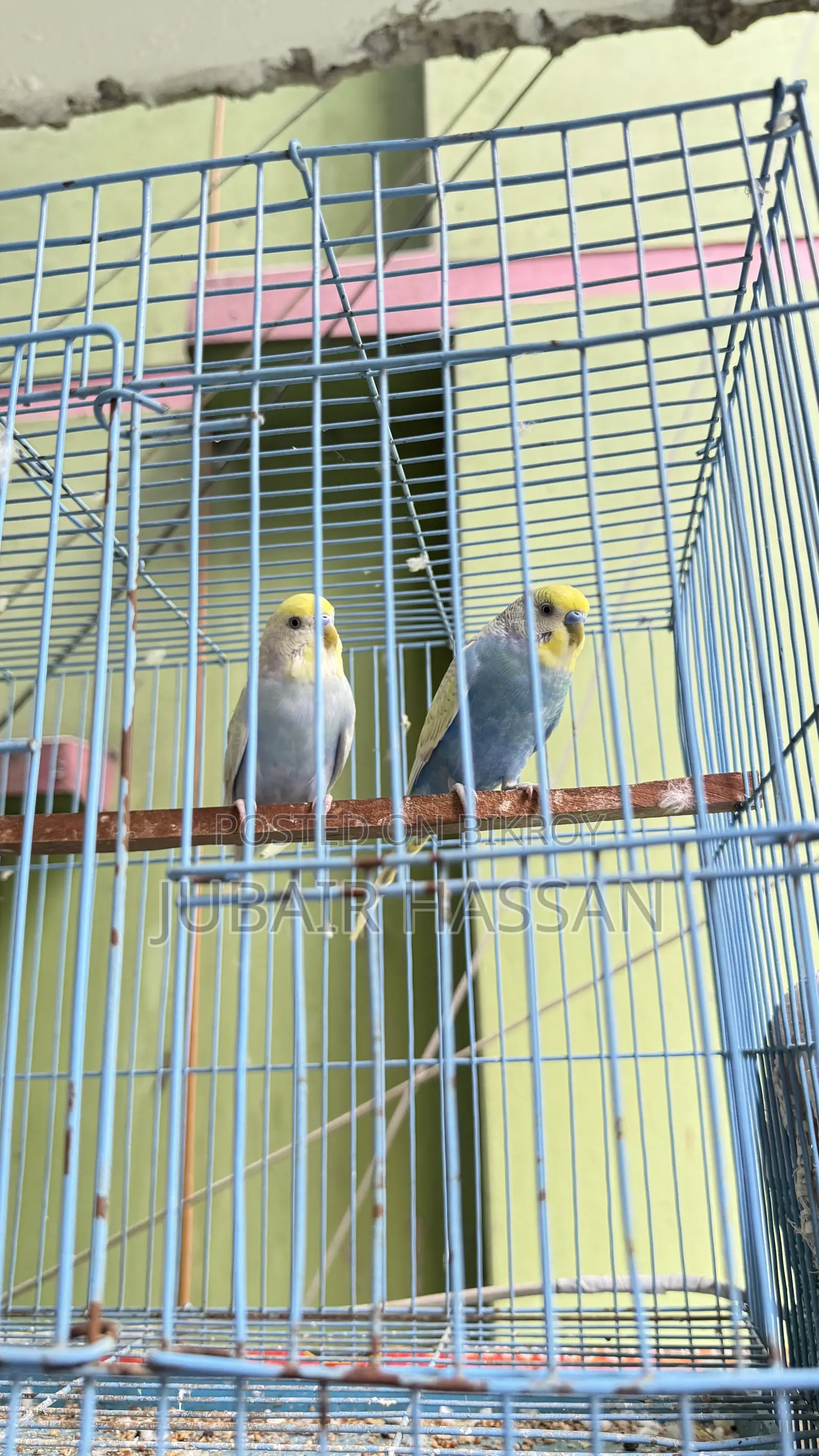 বাজরিগার পাখি