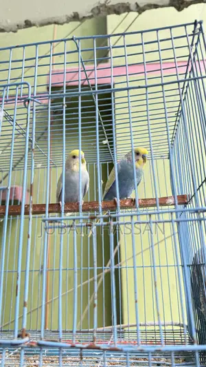 বাজরিগার পাখি