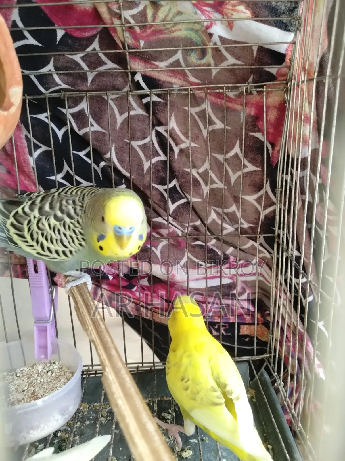 1 Pair of Budgie Birds for Sale