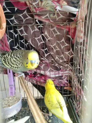 1 Pair of Budgie Birds for Sale