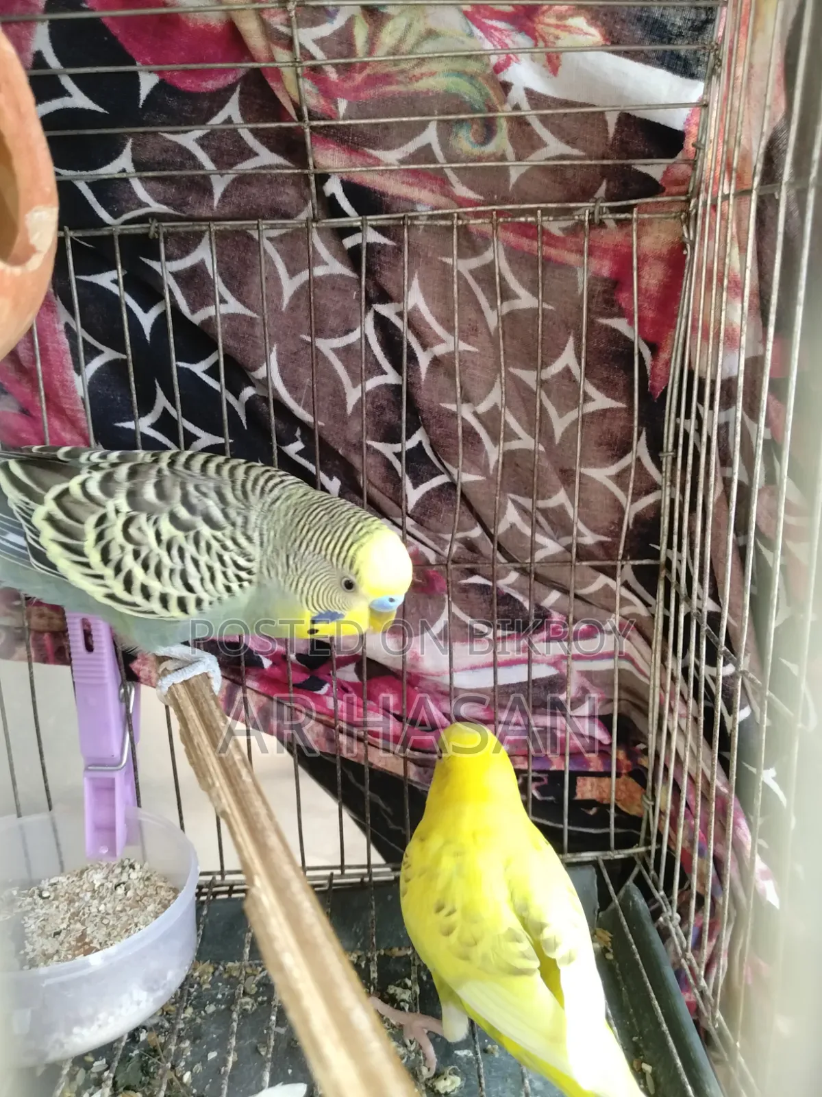 1 Pair of Budgie Birds for Sale