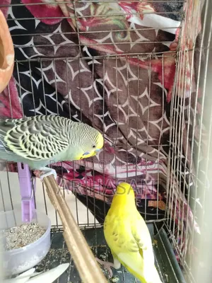 1 Pair of Budgie Birds for Sale