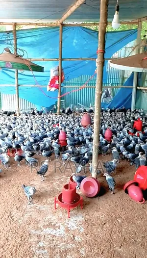 Fayoumi chickens for sale.