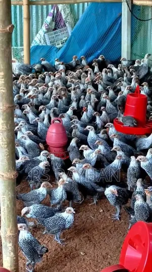Fayoumi chickens for sale.