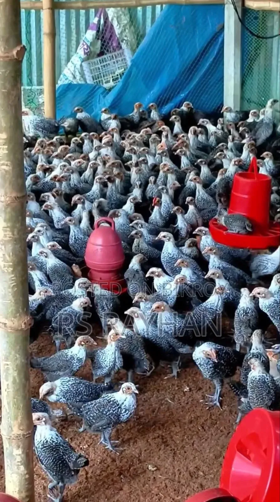 Fayoumi chickens for sale.