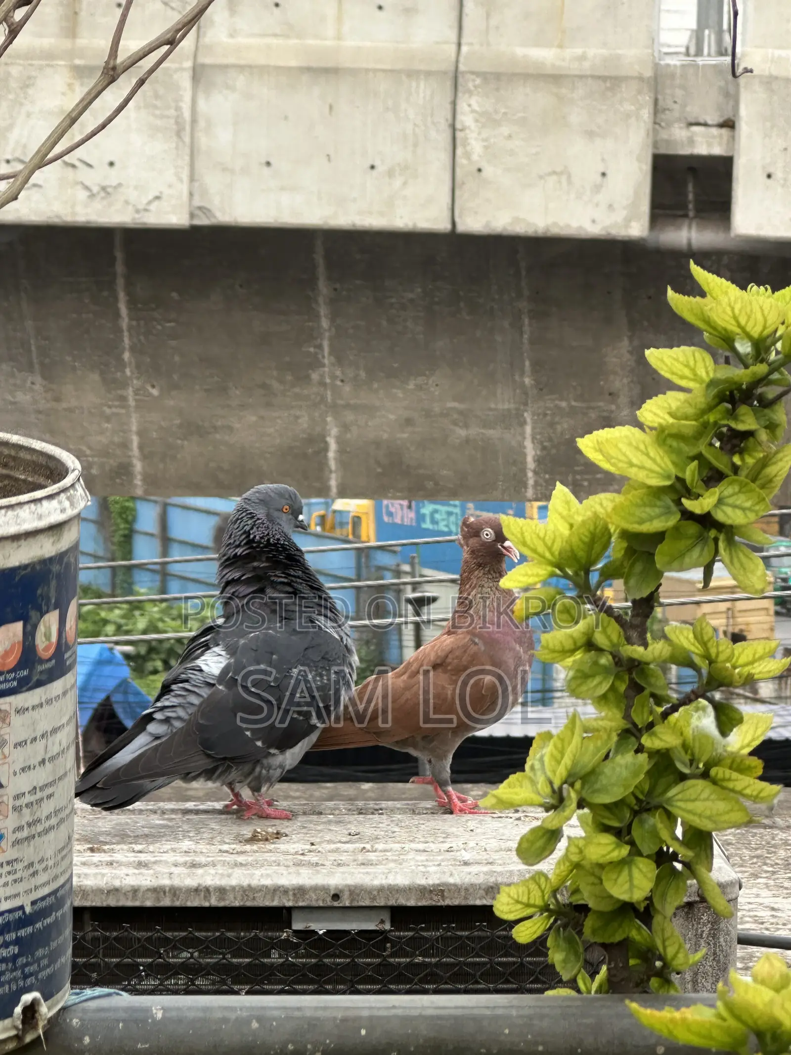 ১০০% পিওর জোড়া কবুতর