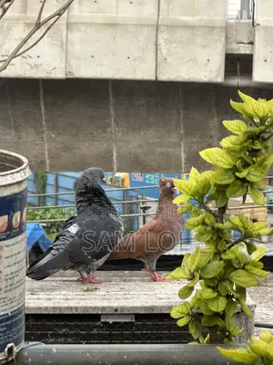 ১০০% পিওর জোড়া কবুতর