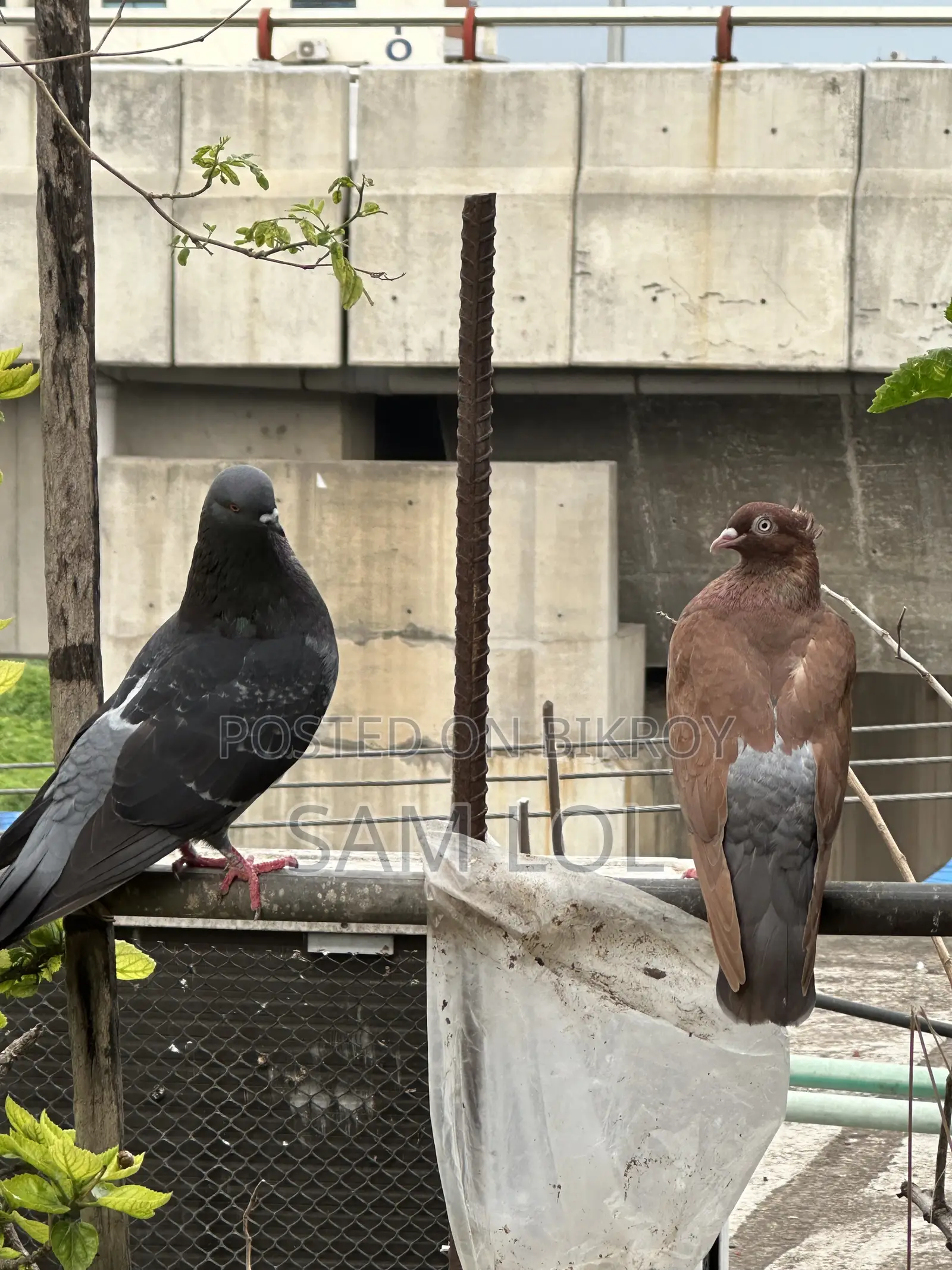 ১০০% পিওর জোড়া কবুতর