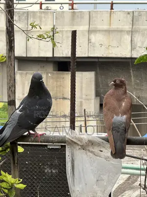 ১০০% পিওর জোড়া কবুতর